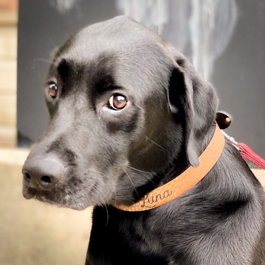 Copper Dog Collar