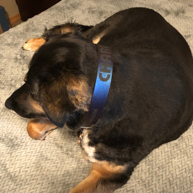 Peacock Dog Collar