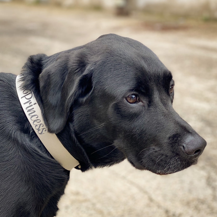 Sterling Dog Collar